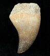 Mosasaur (Halisaurus Arambourgi) Tooth #12447-1